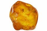 Detailed Fossil True Weevil (Curculionidae) In Baltic Amber - Rare! #139014-1
